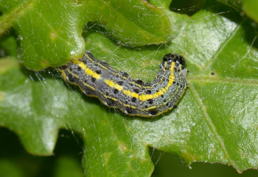 Bruco di Tortricidae? No, Noctuidae: Orthosia (Monima) miniosa