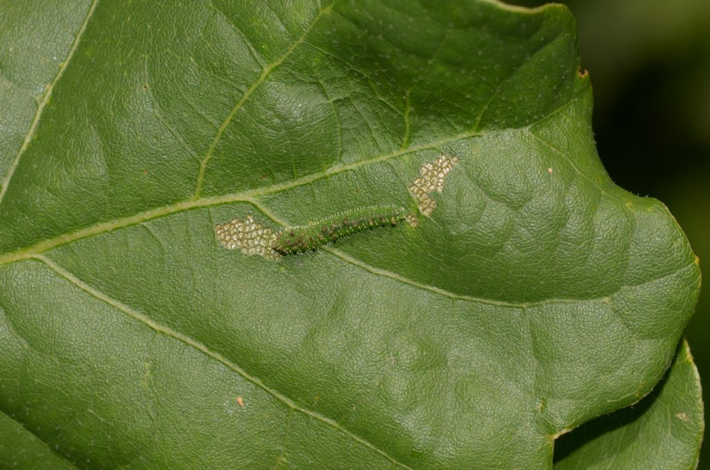 Larva da ID.