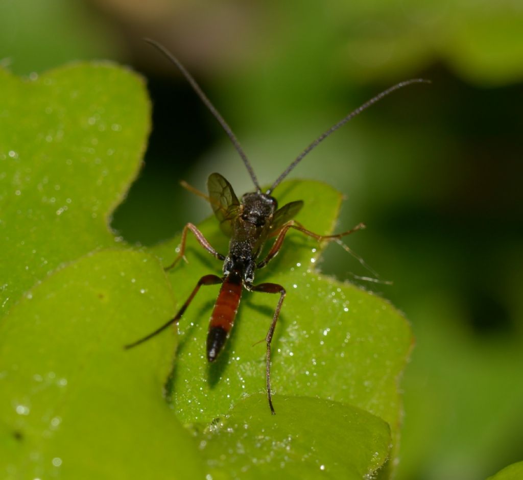 Ichneumonidae da ID.