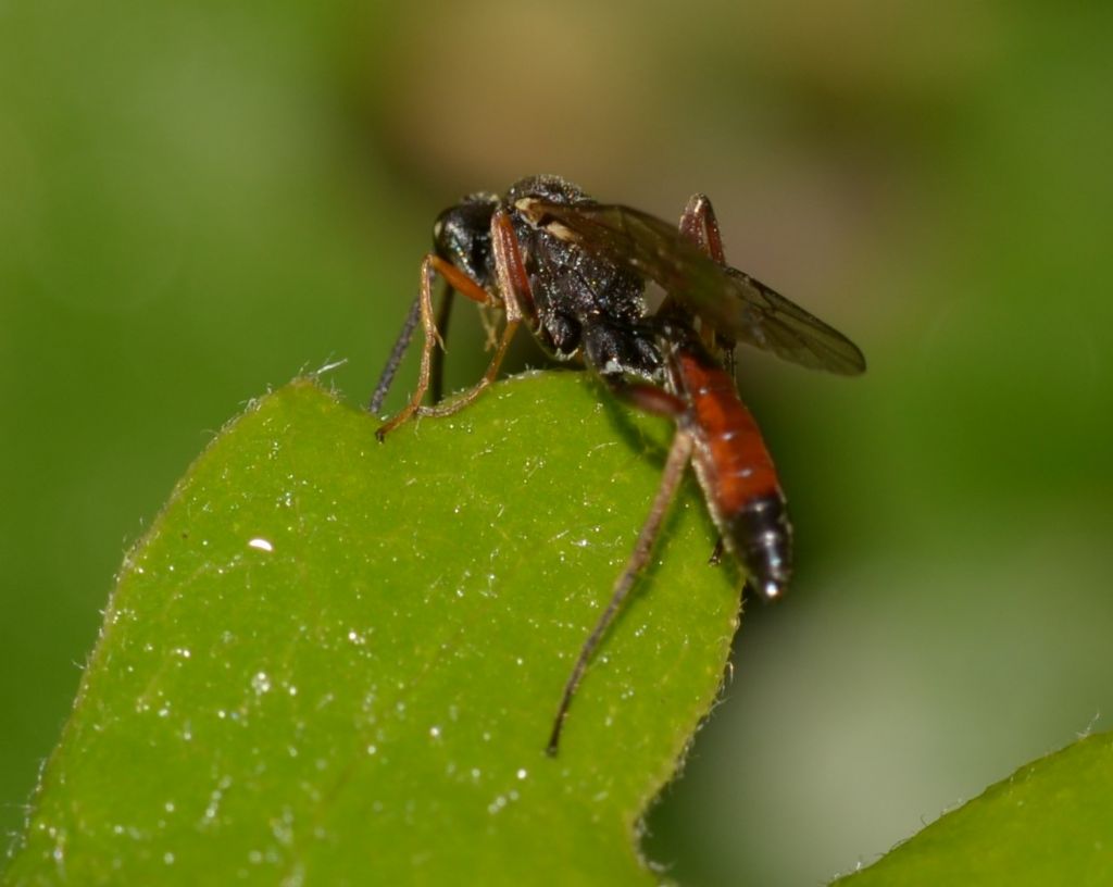 Ichneumonidae da ID.