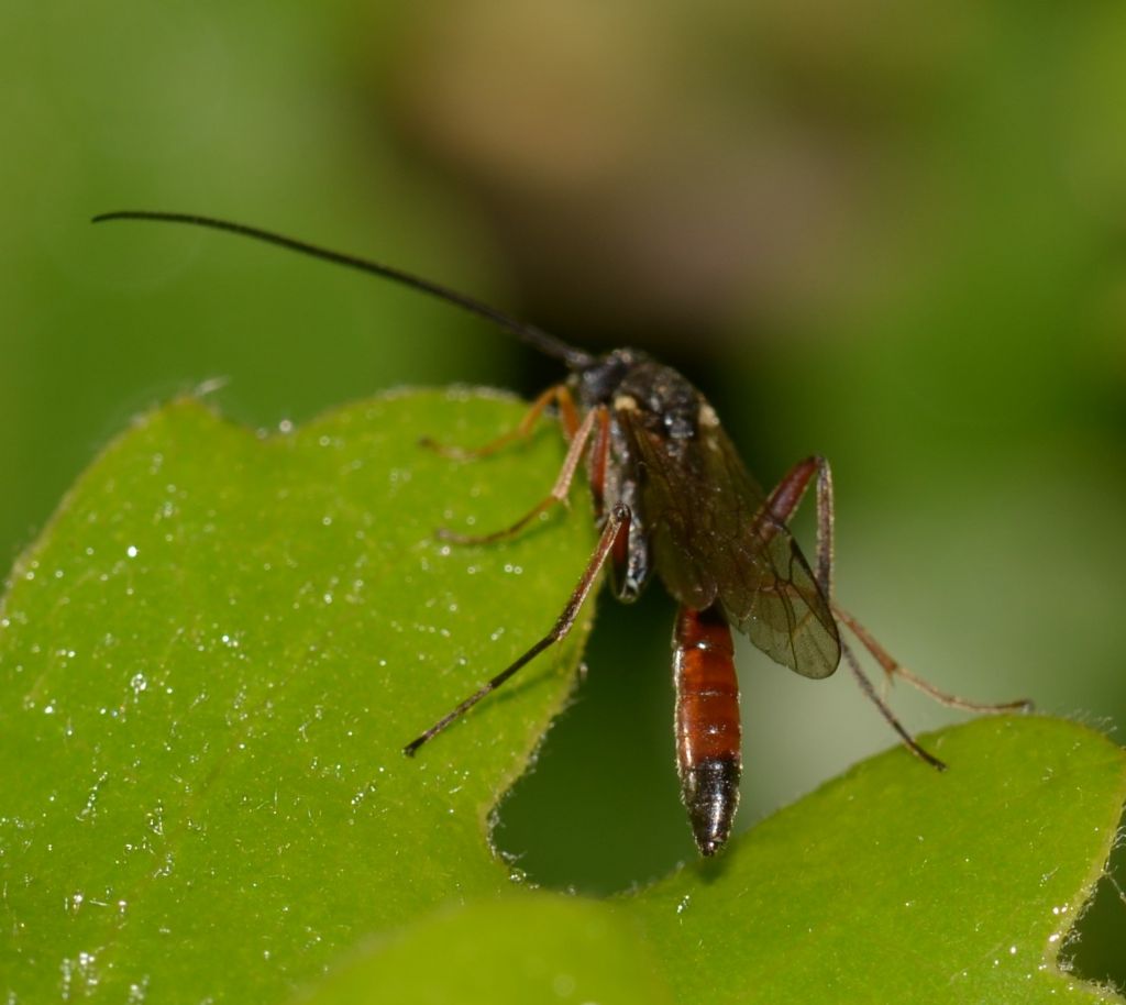 Ichneumonidae da ID.