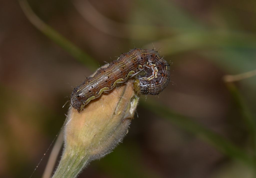 Geometridae? No, Noctuidae: Helicoverpa armigera