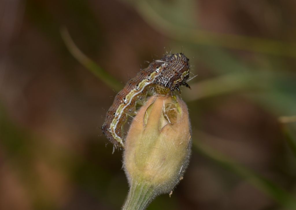 Geometridae? No, Noctuidae: Helicoverpa armigera