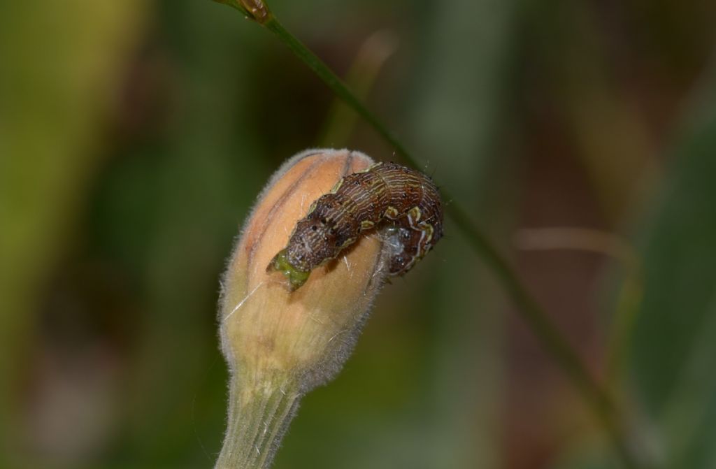 Geometridae? No, Noctuidae: Helicoverpa armigera