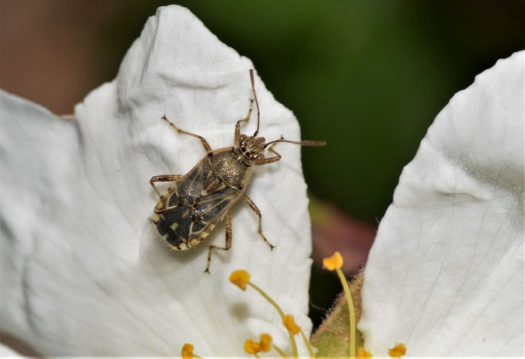 Rhopalidae: Liorhyssus hyalinus