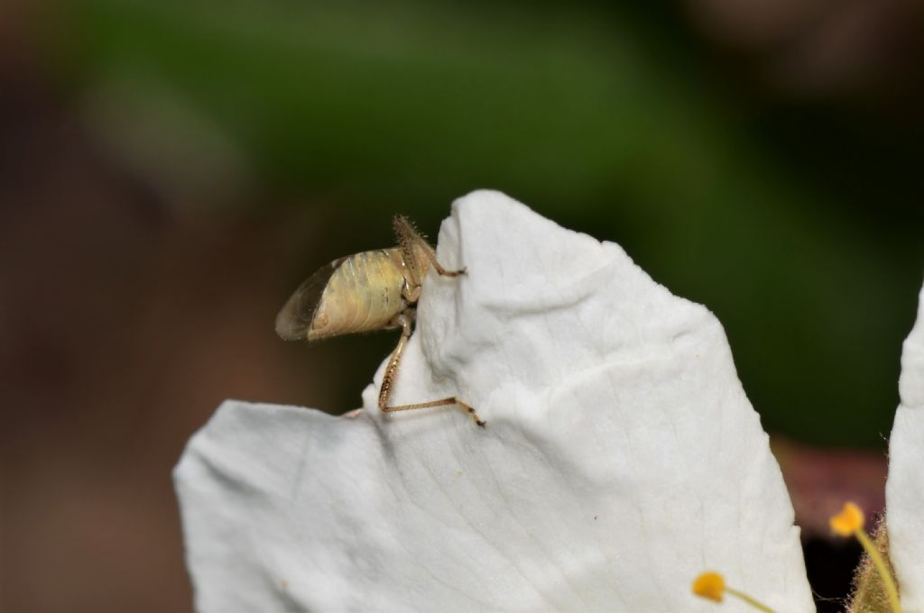 Rhopalidae: Liorhyssus hyalinus