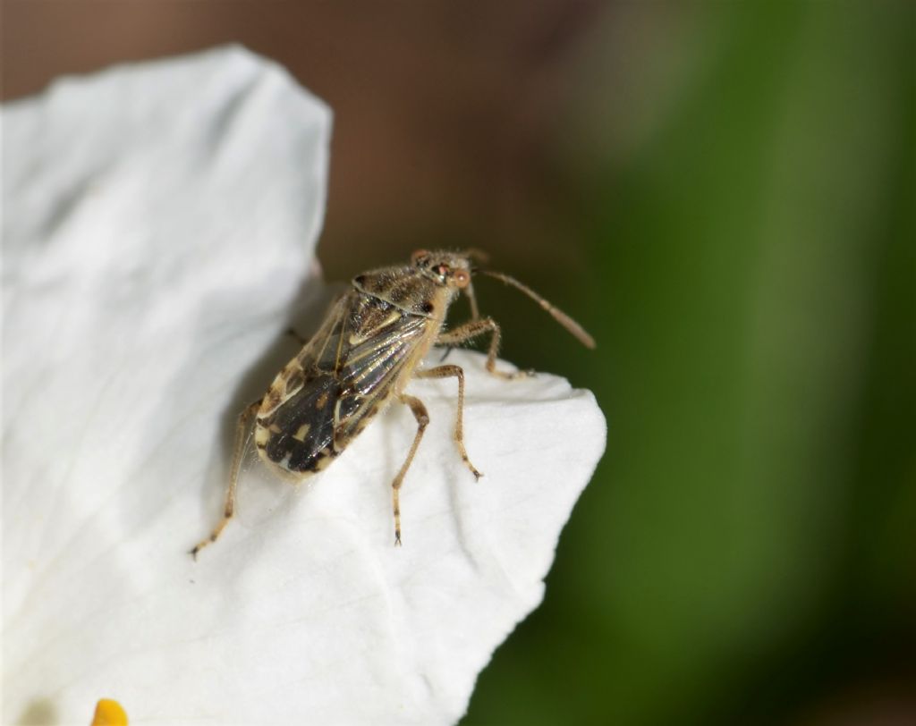 Rhopalidae: Liorhyssus hyalinus