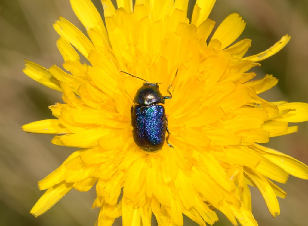 Cryptocephalus  zambanellus (Chrysomelidae)