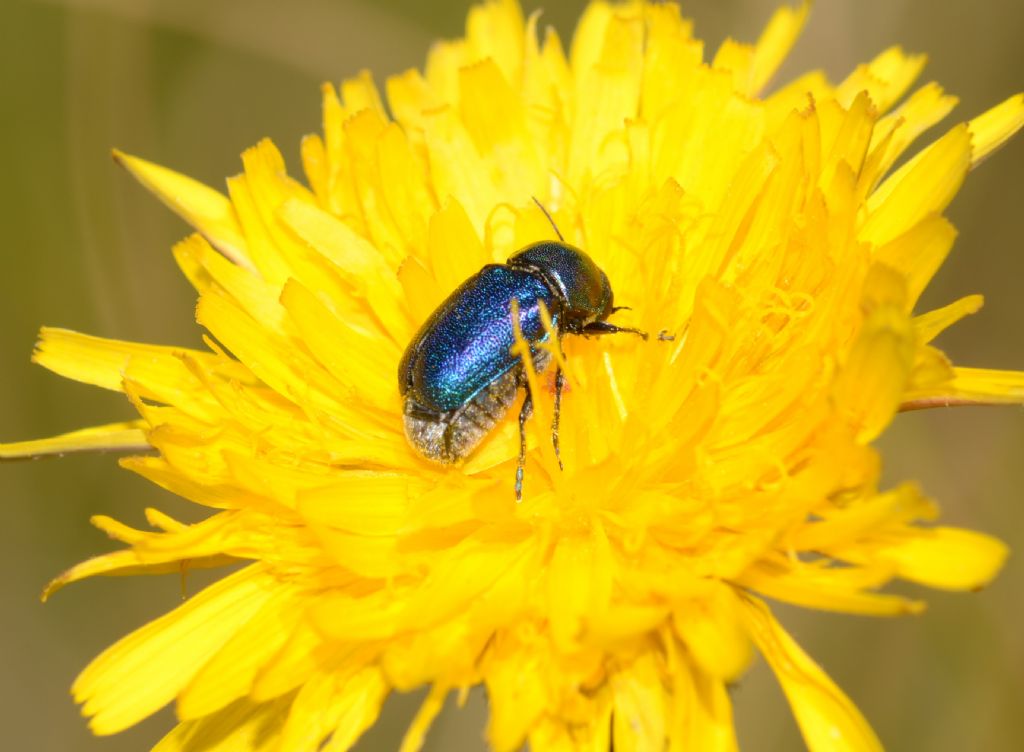 Cryptocephalus  zambanellus (Chrysomelidae)