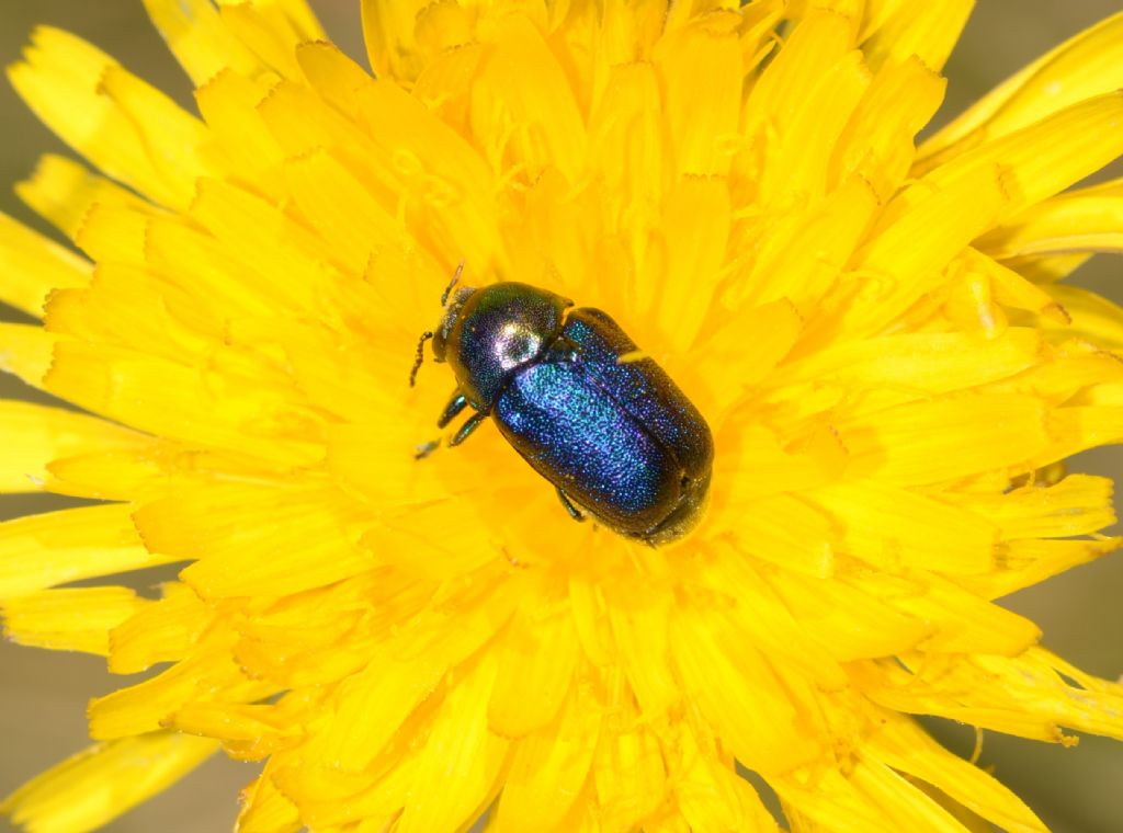 Cryptocephalus  zambanellus (Chrysomelidae)