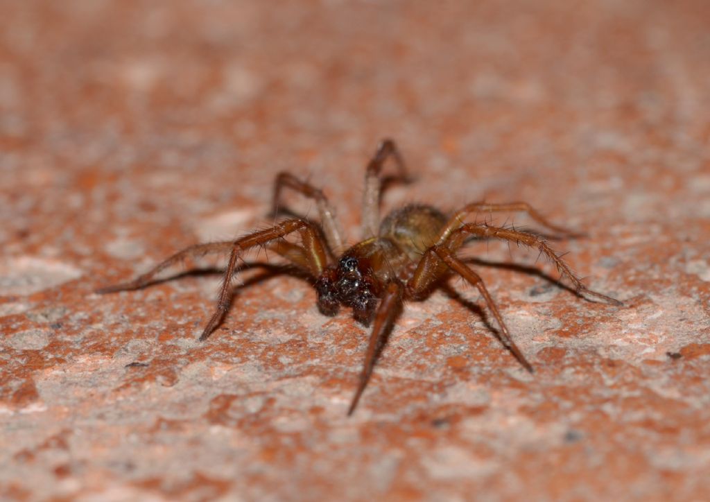 Lycosoides coarctata - Grosseto