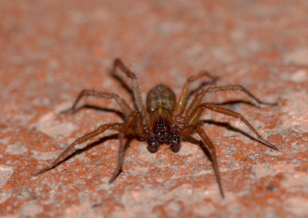 Lycosoides coarctata - Grosseto