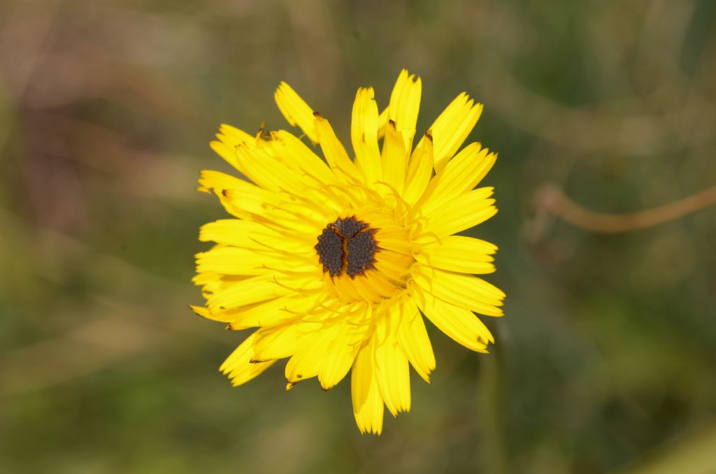 Asteraceae: Leontodon hispidus (cfr.)