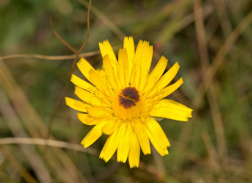 Asteraceae: Leontodon hispidus (cfr.)