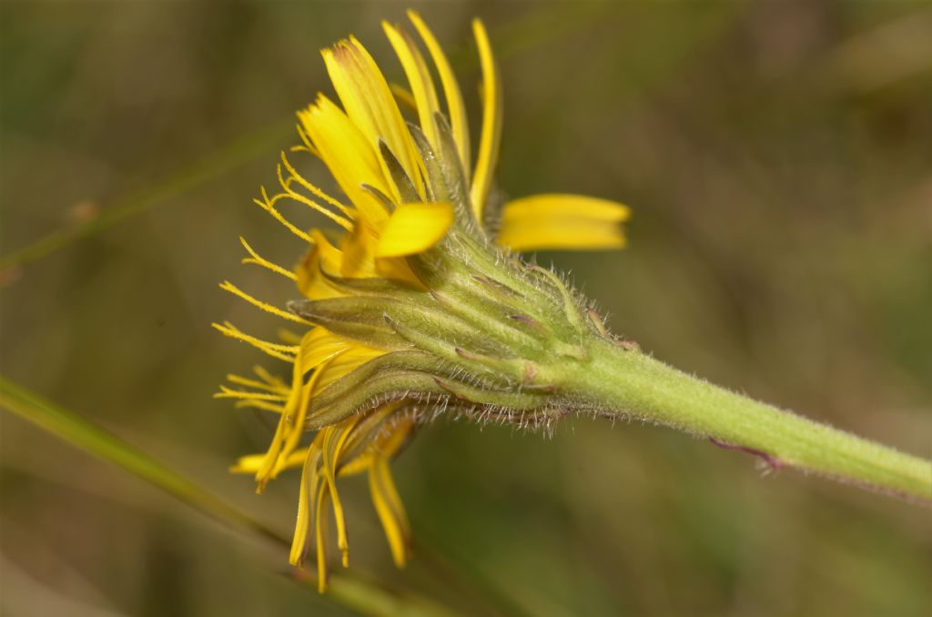 Asteraceae: Leontodon hispidus (cfr.)