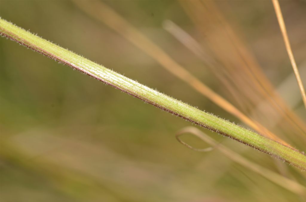 Asteraceae: Leontodon hispidus (cfr.)