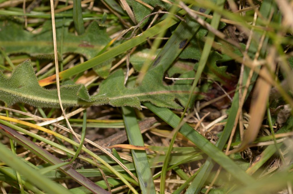 Asteraceae: Leontodon hispidus (cfr.)