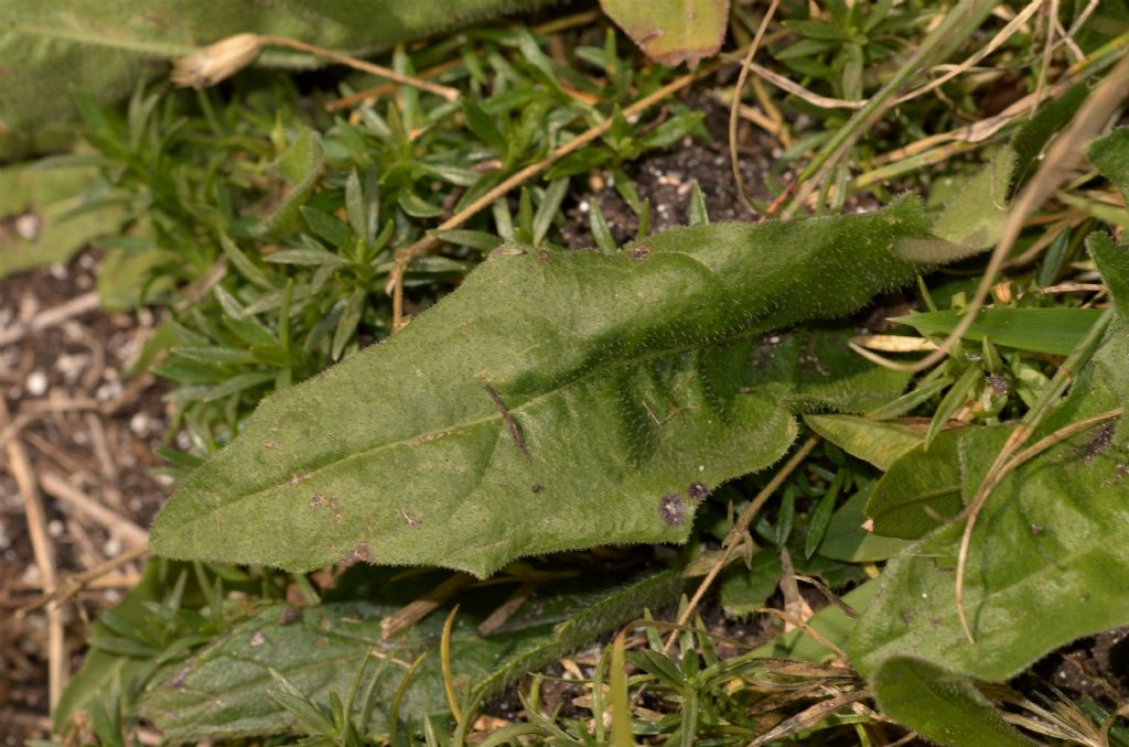 Asteraceae: Leontodon hispidus (cfr.)