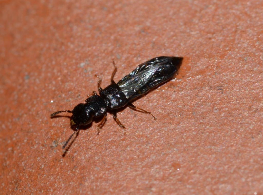 Staphylinidae da ID con acaro