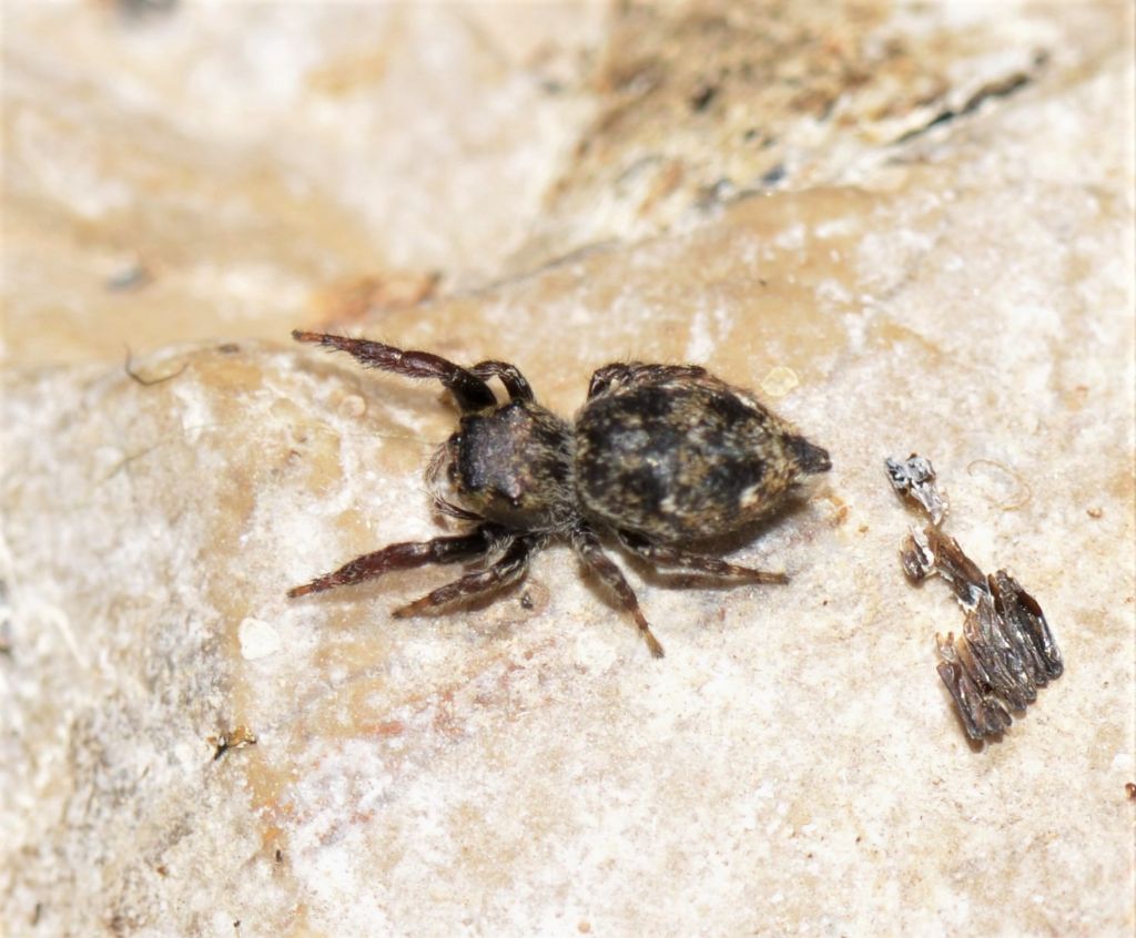 Salticidae: Bianor albobimaculatus - Grosseto