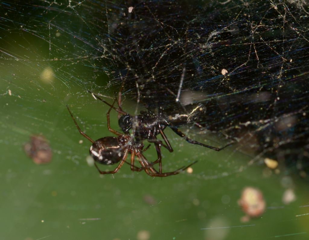 Linyphia hortensis ?