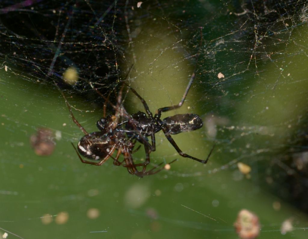 Linyphia hortensis ?