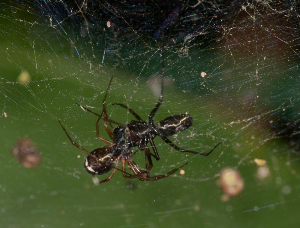 Linyphia hortensis ?