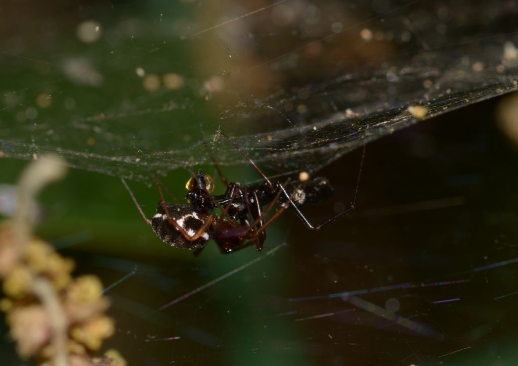 Linyphia hortensis ?