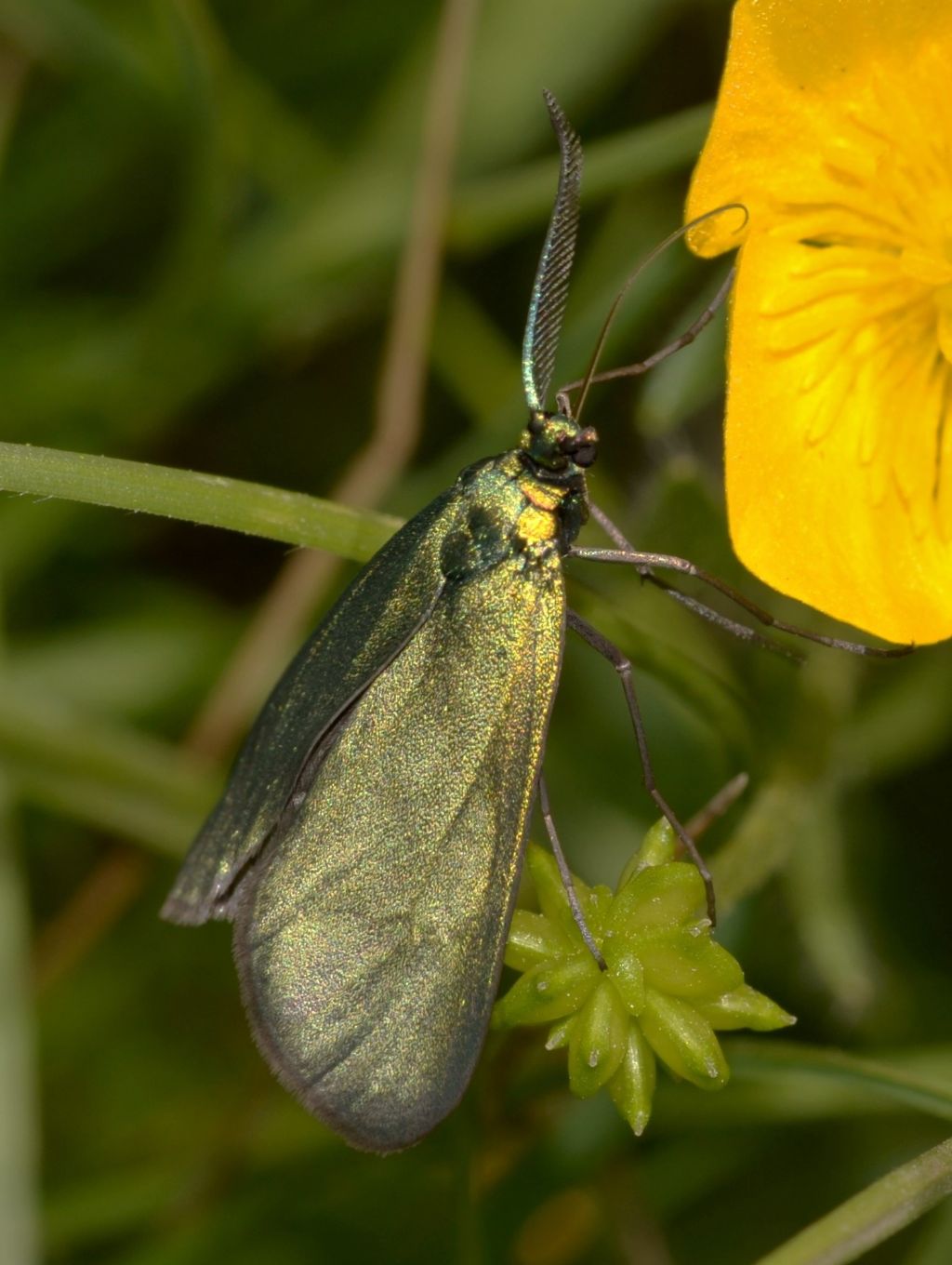 Zygaenidae: Jordanita sp., maschio