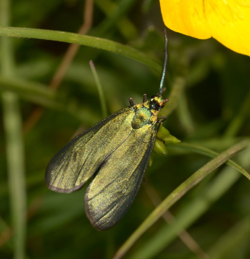 Zygaenidae: Jordanita sp., maschio