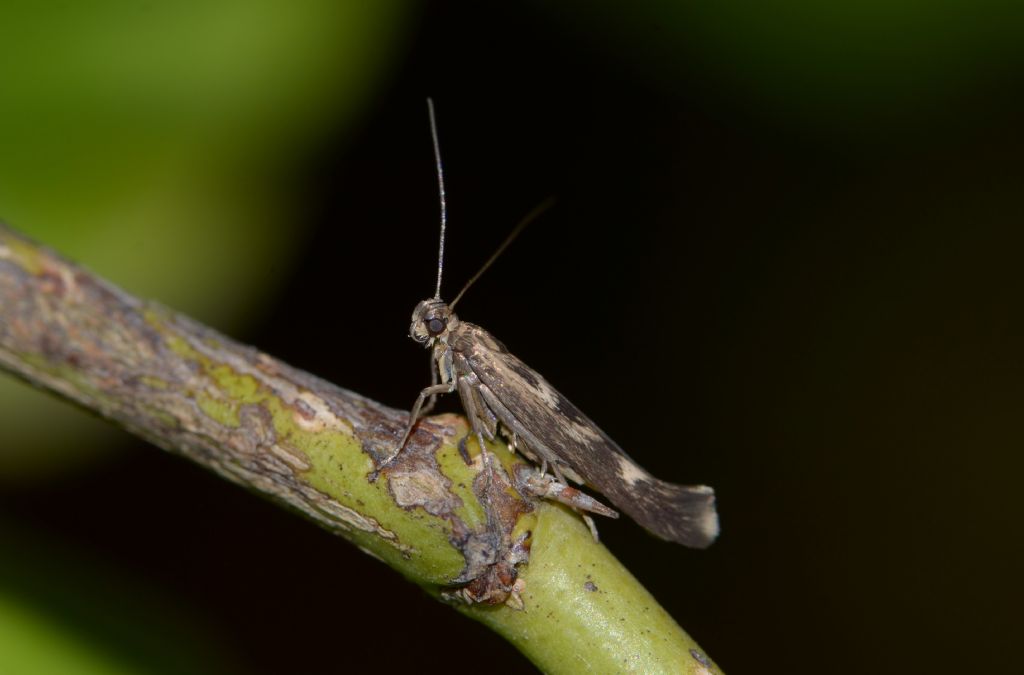 Scythrididae sp.