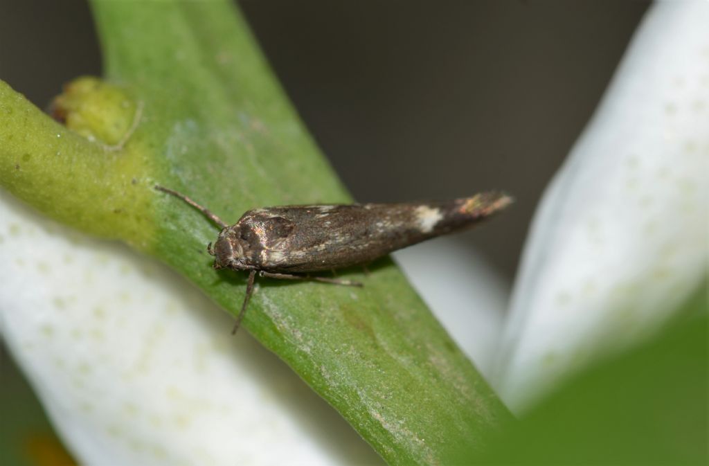 Scythrididae sp.