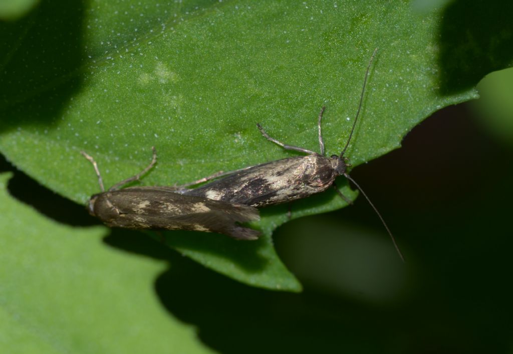 Scythrididae sp.