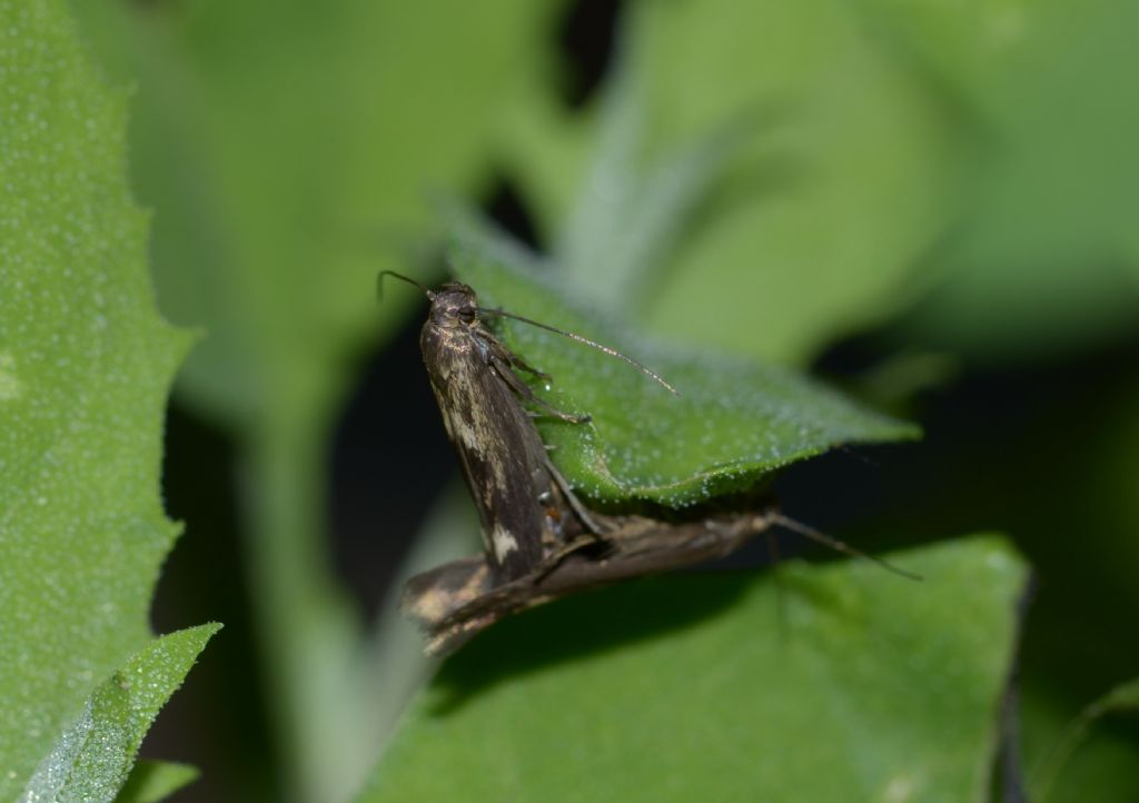 Scythrididae sp.