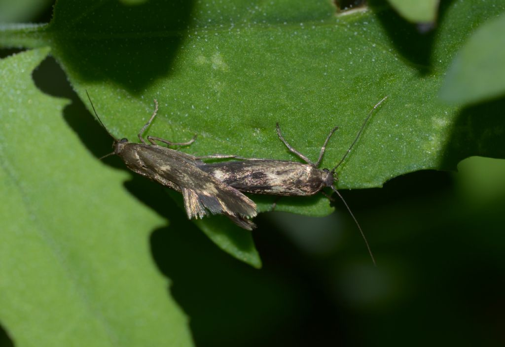 Scythrididae sp.