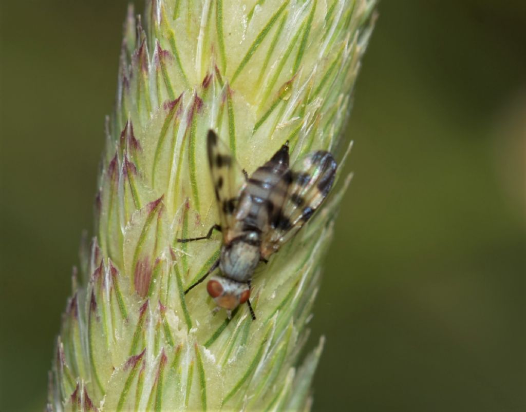 Ulididae : cfr. Melieria picta, femmina