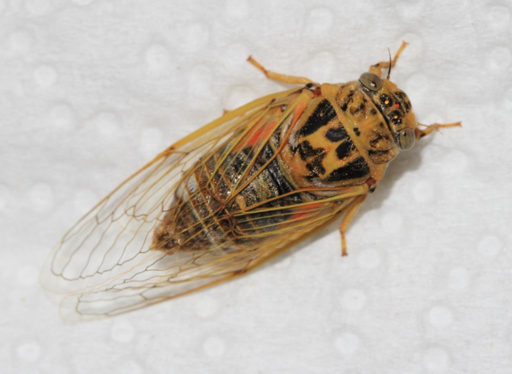 Cicada from Turkey Need ID