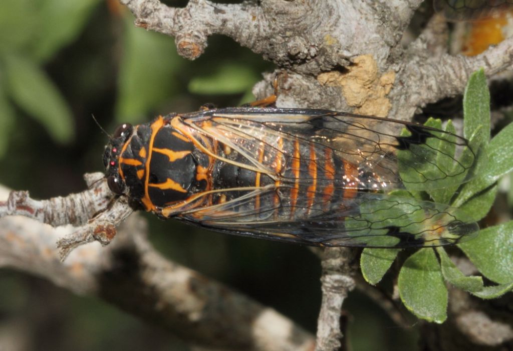 Cicada sp3