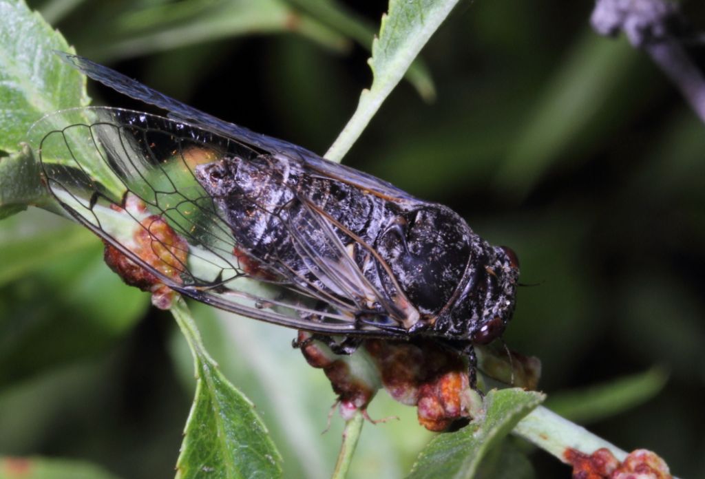 Cicadatra sp. (Cicadidae)   -  Turchia