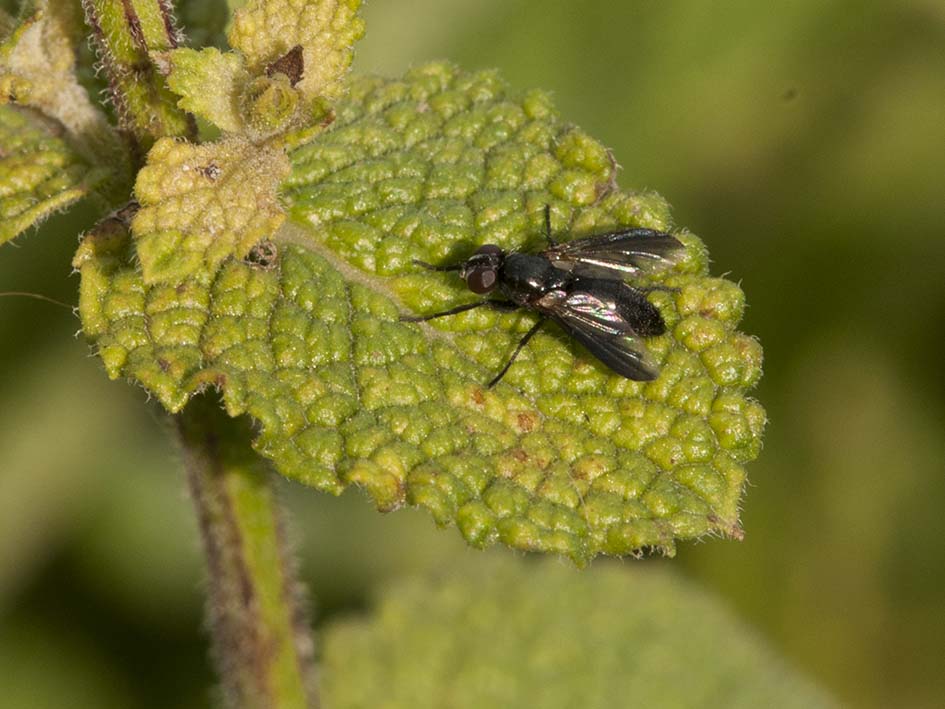 Melanophora roralis (Rhinophoridae)