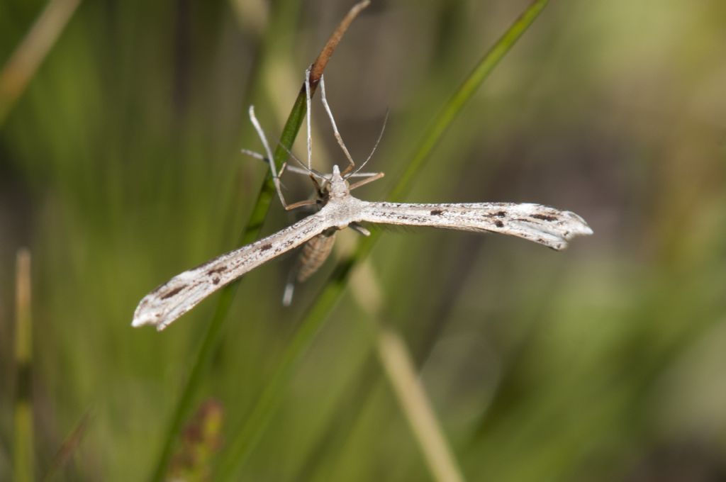 Stenoptilia bipunctidactyla ?