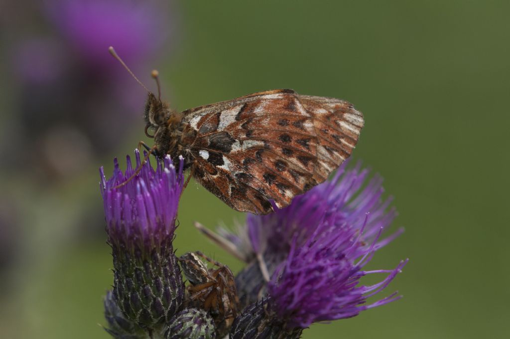 Boloria titania? S