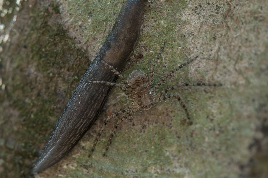 Philodromus margaritatus - Val di luce-Abetone (PT)