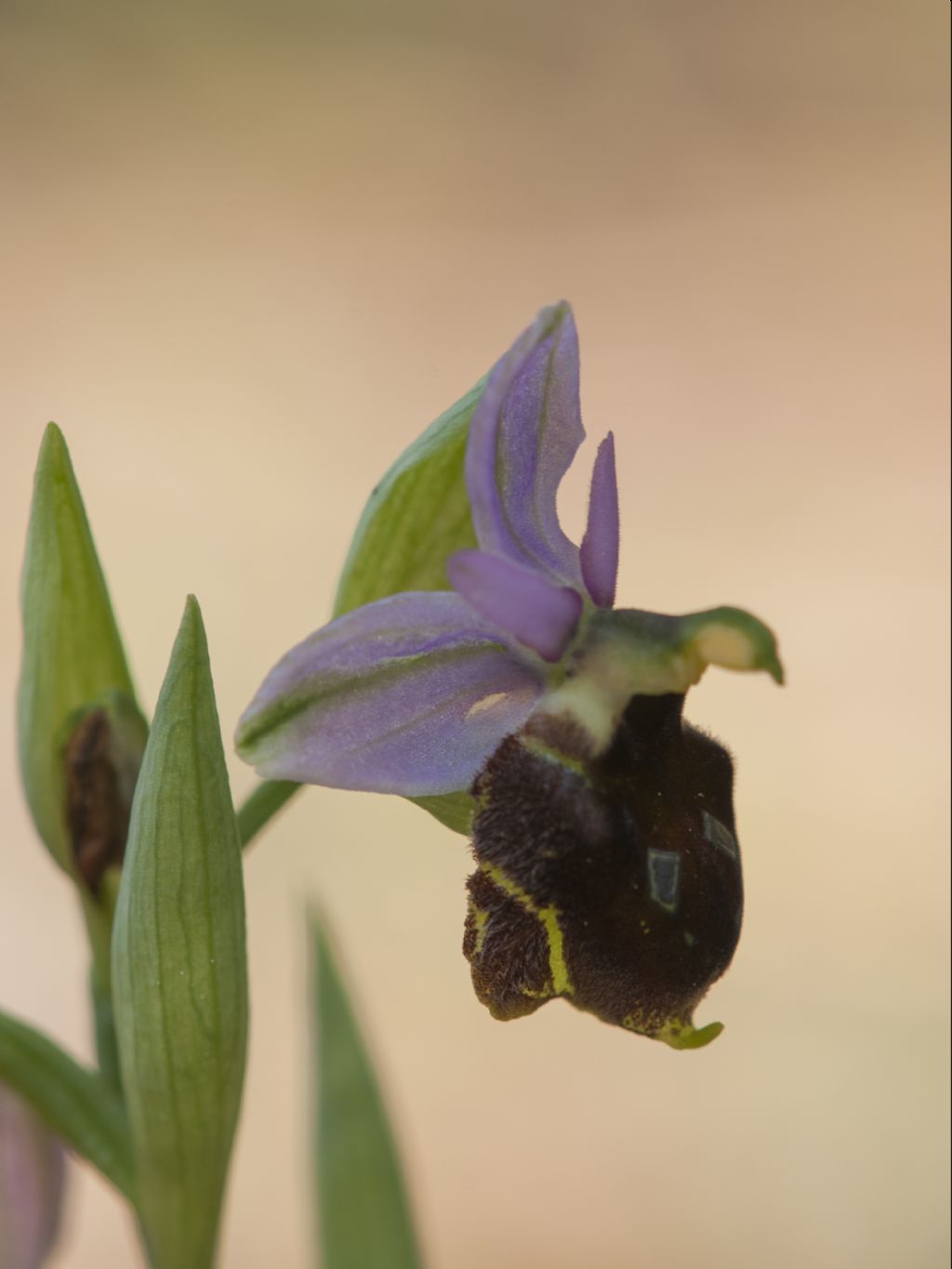 Ophrys argolica subsp. crabronifera