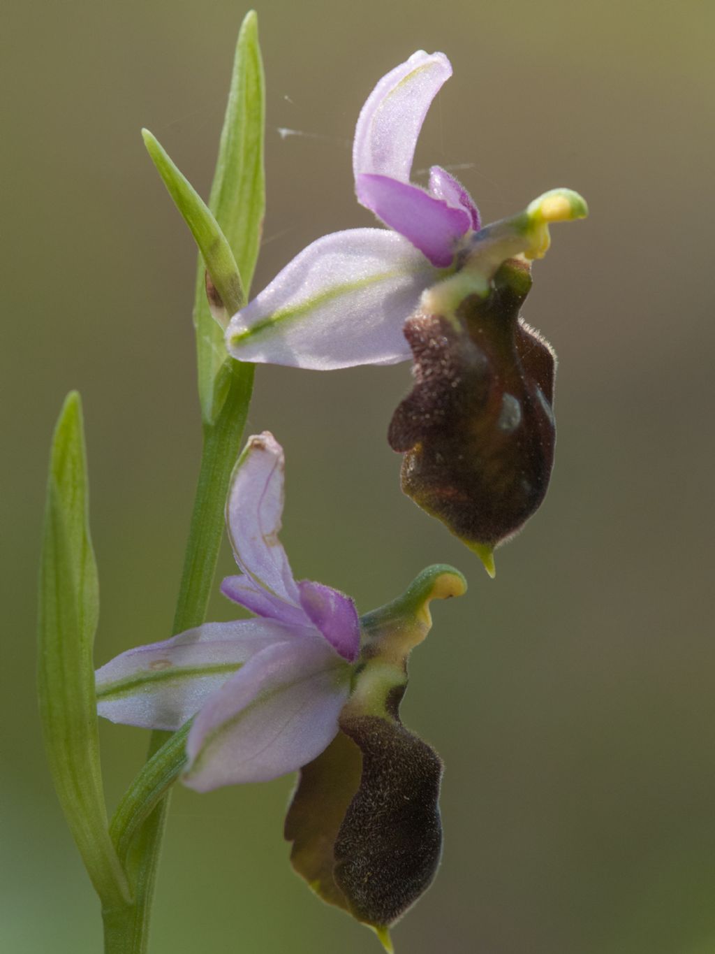 Ophrys argolica subsp. crabronifera