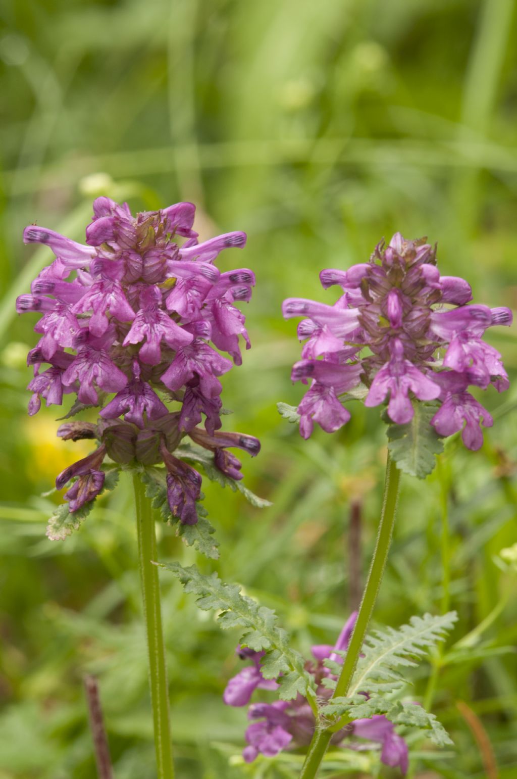 Pedicularis verticillata