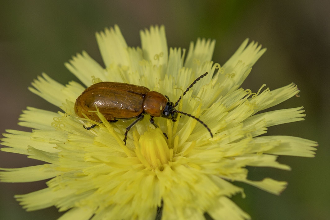 Exosoma lusitanicum, Chrysomelidae