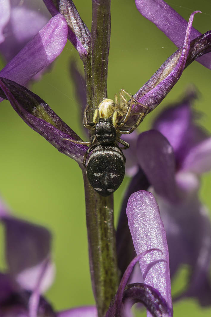 Heliophanus cfr.cupreus che  preda Enoplognatha sp. - Alpi Apuane (LU)