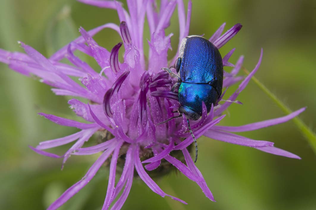 Chrysomelidae: Cryptocephalus zambanellus (cfr.)