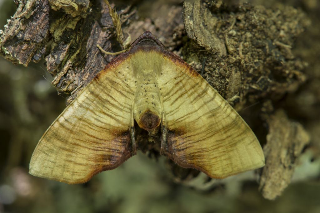 Da ID - Plagodis dolabraria, Geometridae